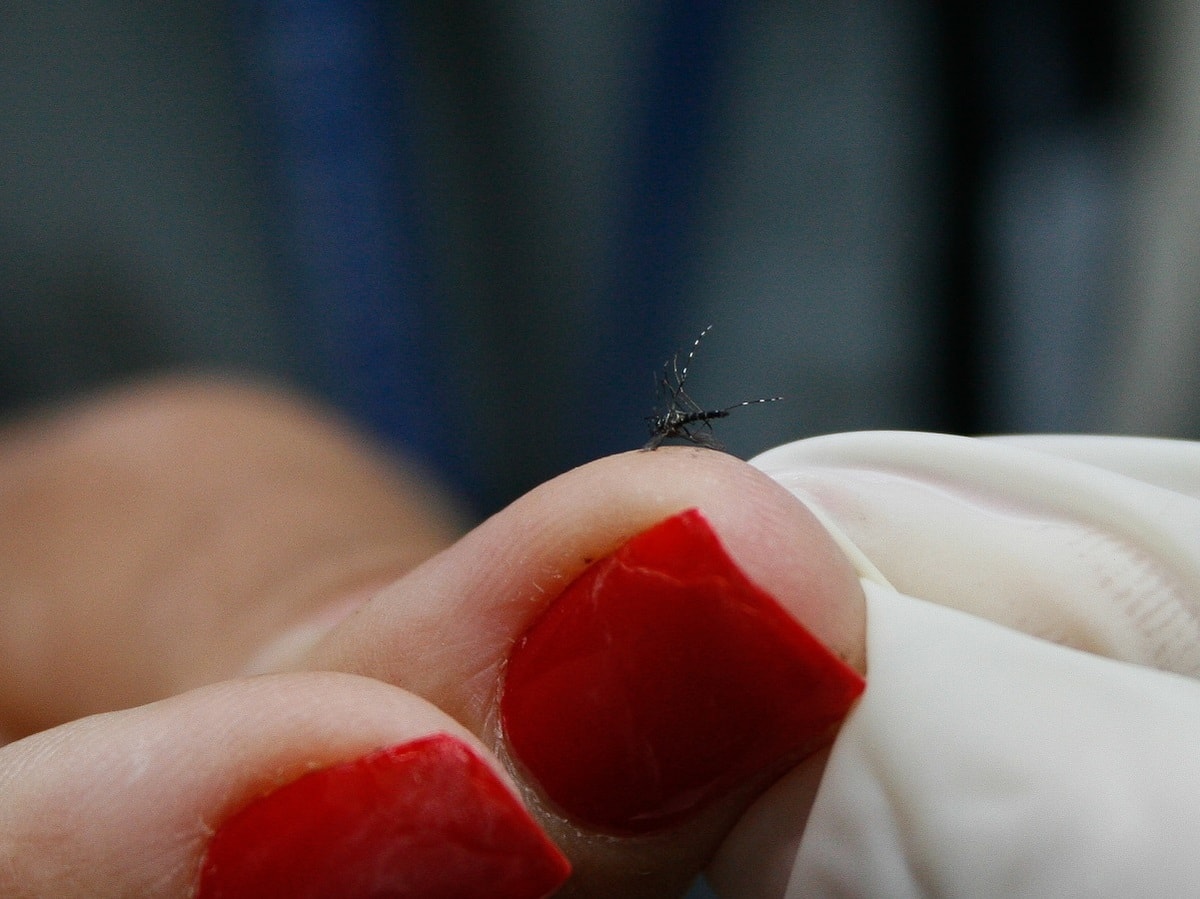 Nasa visita projeto de monitoramento do Aedes aegypti no litoral do Paraná