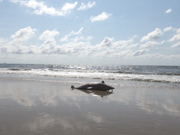 Boto-cinza é encontrado morto no litoral do Paraná