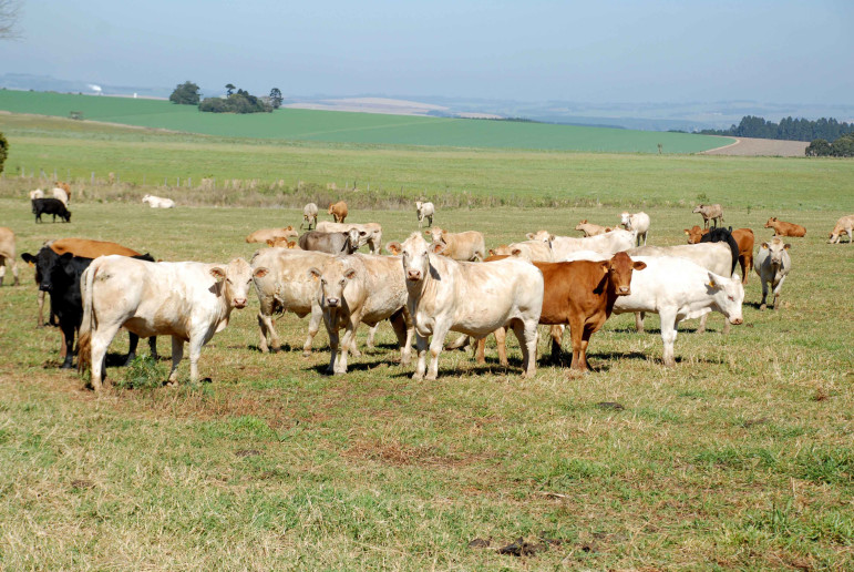 Começam as novas regras para trânsito de bovinos e búfalos no Paraná
