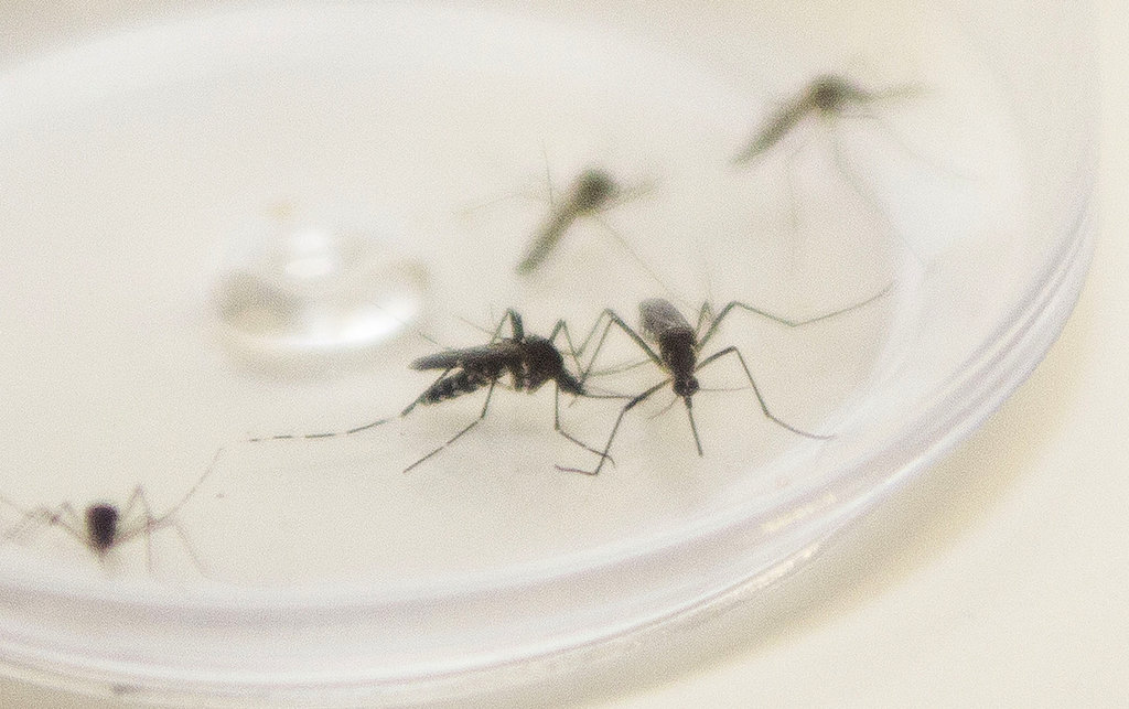 Dez pessoas morreram de dengue no Paraná na última semana
