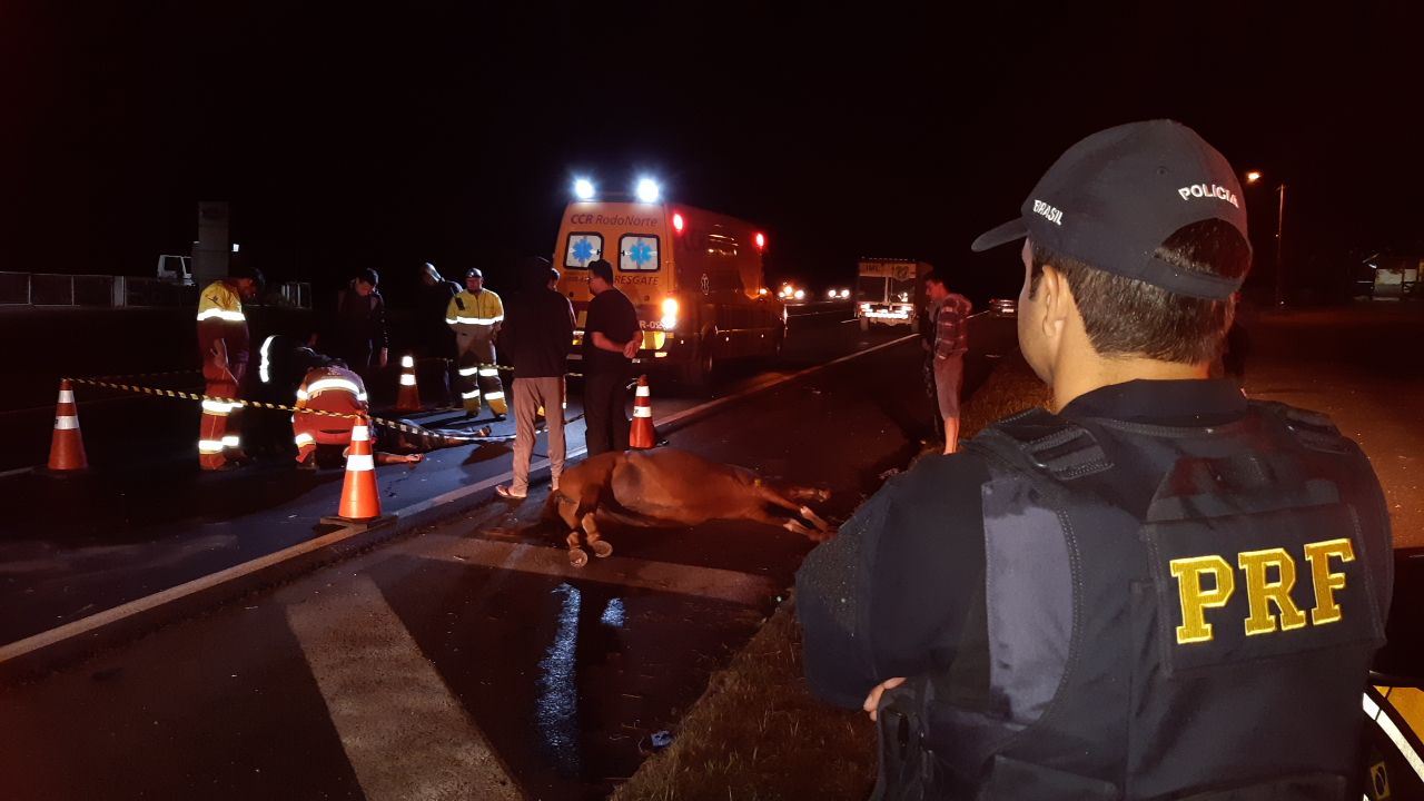 Motociclista e cavalo morrem após acidente na BR-376, no Paraná