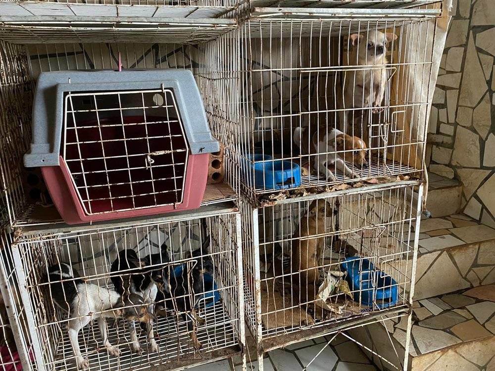 57 cães sob maus-tratos de policial aposentado são resgatados no Paraná