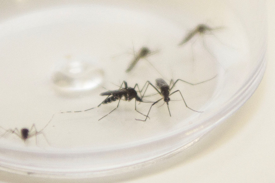 Maringá entra em situação de epidemia de dengue com 1554 casos confirmados