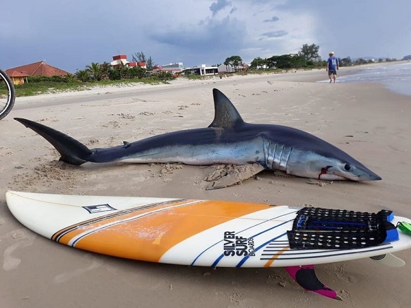 Tubarão de dois metros morre encalhado no litoral do Paraná; veja o vídeo
