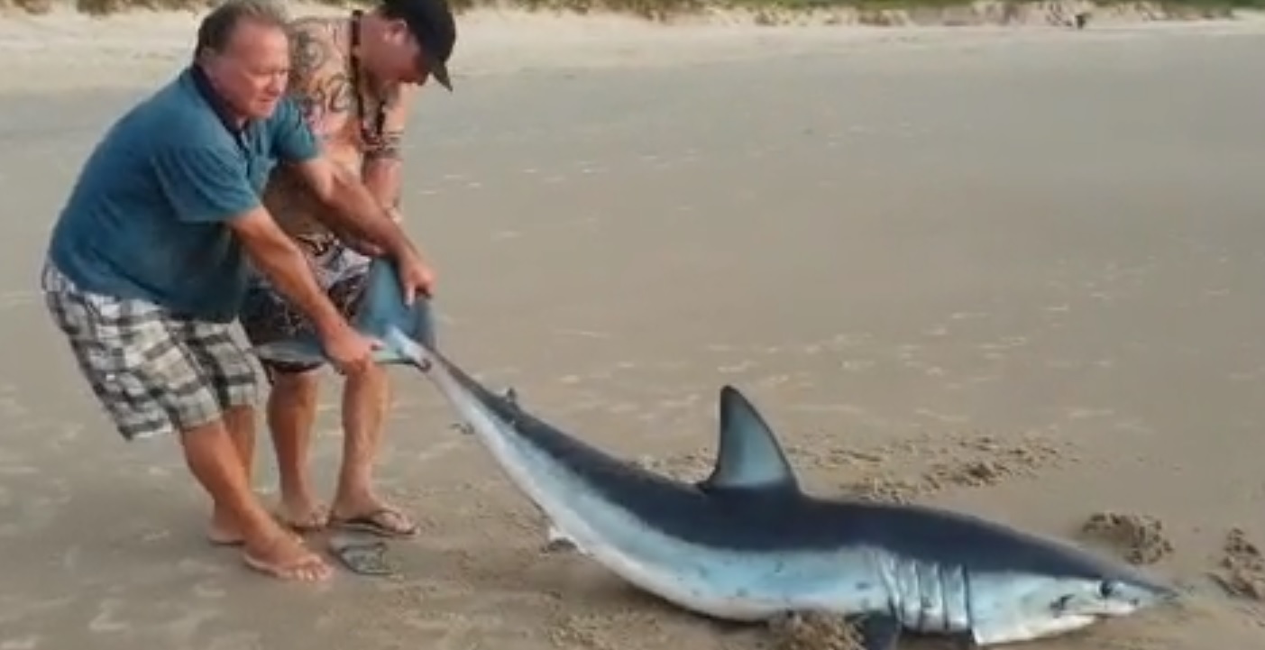 Tubarão morto no Paraná pode ter sido vítima de maus tratos e pesca ilegal, diz polícia