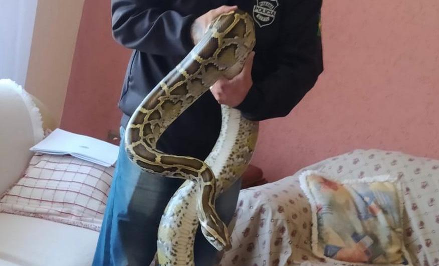 Cobra exótica de quatro metros é encontrada dentro de sofá no Paraná