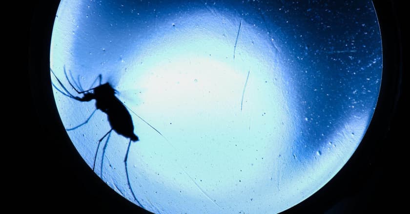 Dengue soma novos 106 casos e zika tem primeira ocorrência do ciclo no Paraná