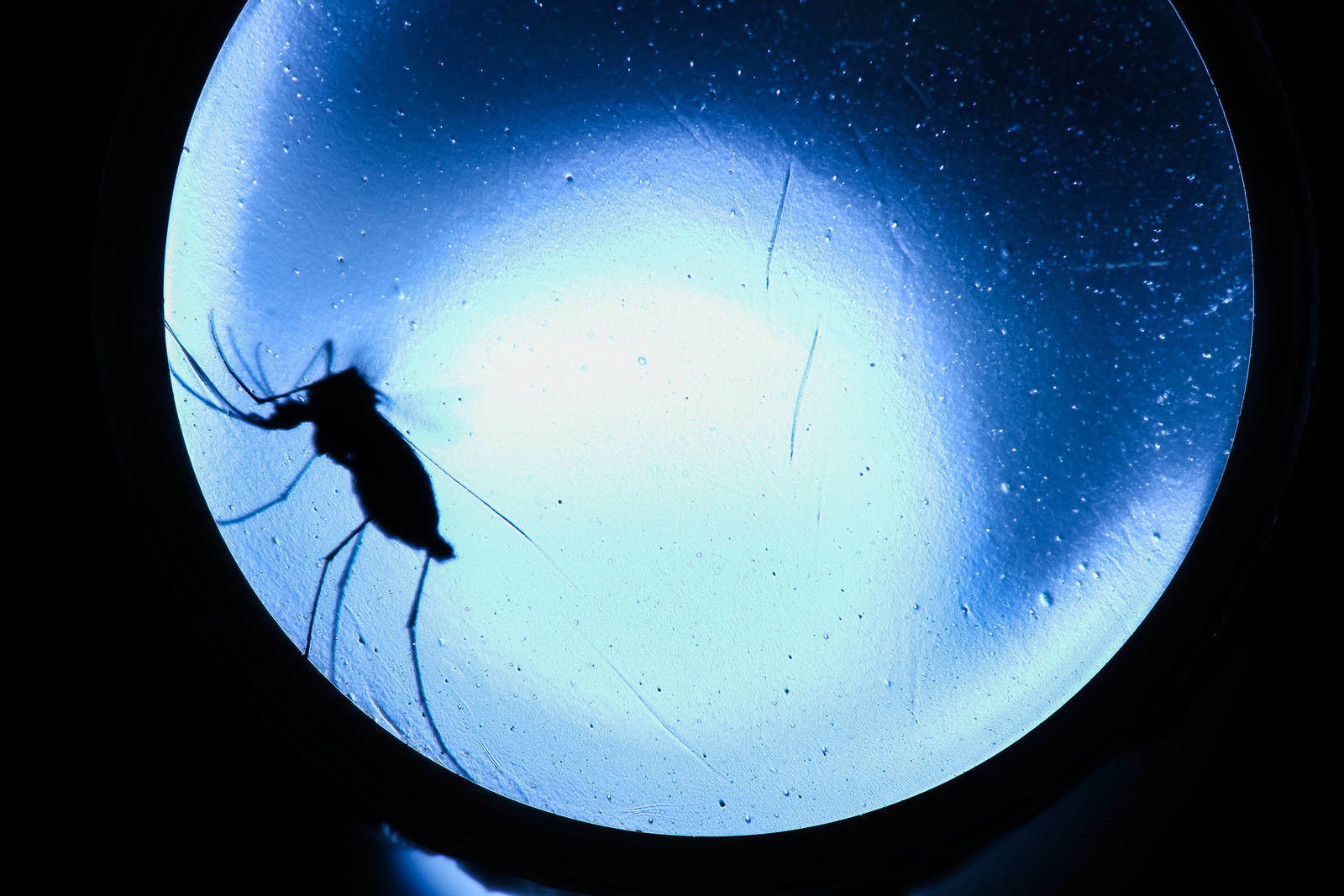 SOROCABA, SP - 10.02.2020: MOSQUITO DA DENGUE - Mosquito da dengue (Aedes aegypti) visto em laboratório em Sorocaba (SP Brasil). A cidade de Sorocaba, tem 190 casos confirmados nessa segunda-feira (10) e decretou epidemia de dengue no dia 31 de janeiro. O mosquito também transmite chikungunya e febre amarela urbana. (Foto: Cadu Rolim /Fotoarena/Folhapress) ORG XMIT: 1870748