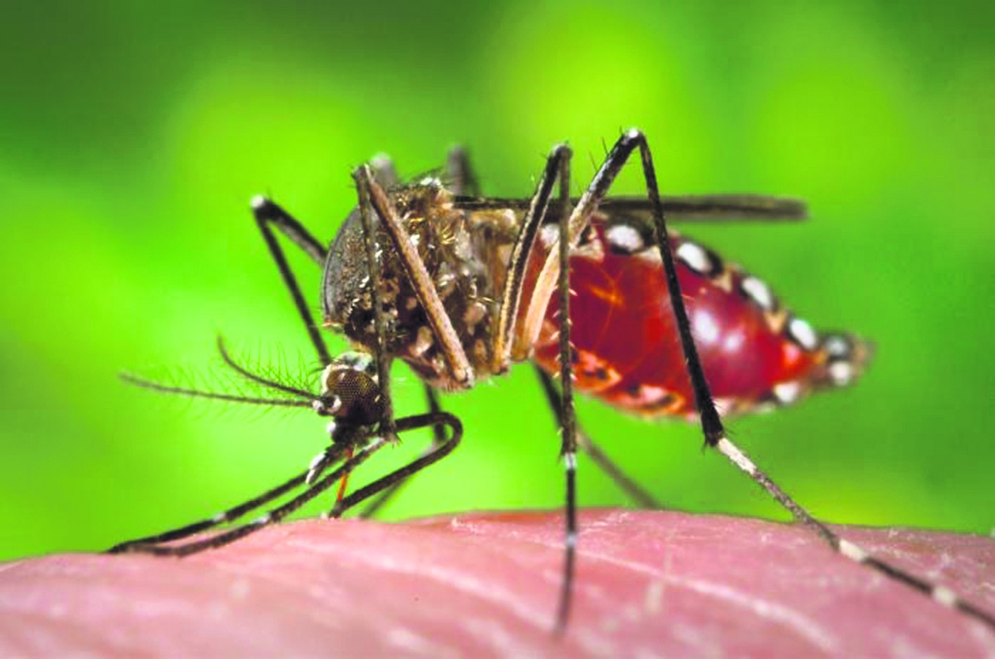 Dengue: 243 cidades ainda estão em estado de epidemia no Paraná
