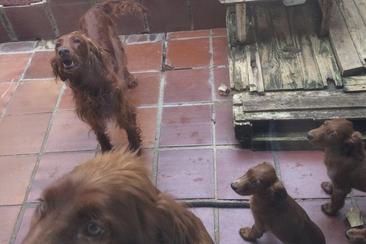 Homem leva multa de R$ 22 mil por criação e venda ilegal de cães em Curitiba
