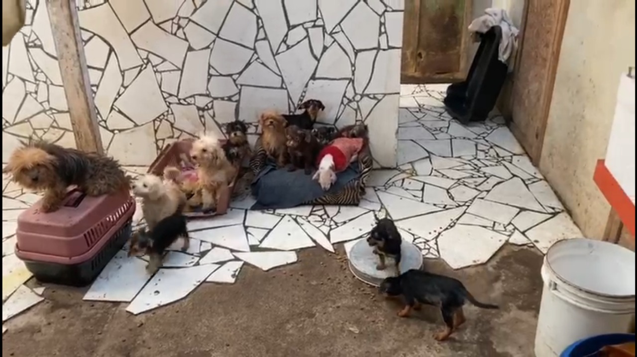 Cão comendo carcaça de outro, relata delegado em resgate de 80 cães no PR
