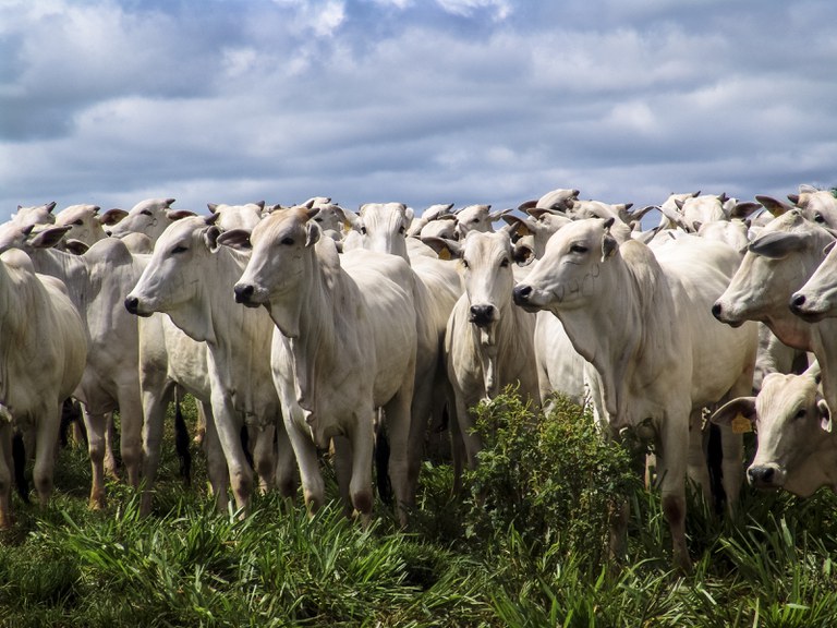 Brasil exportará carne bovina e miúdos para Tailândia