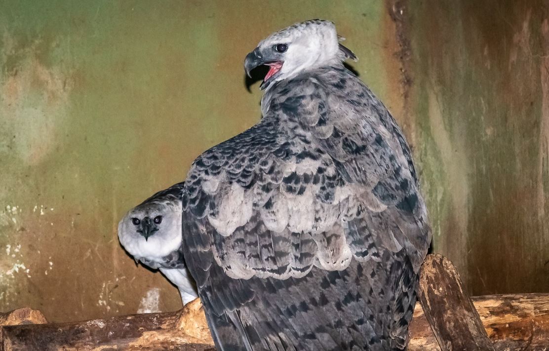 Casal de harpias brasileiras, criadas no PR, será exposto em zoológico na França