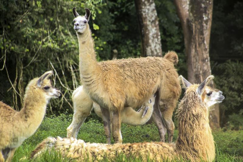 Prefeitura promove passeio virtual pelo Zoológico de Curitiba nesta sexta-feira (5)
