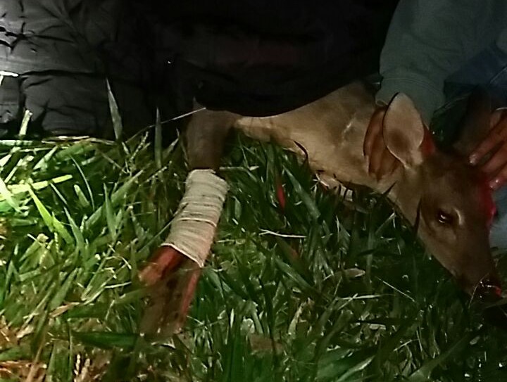 Cervo é resgatado após ser atropelado e sofrer fratura exposta na BR-373