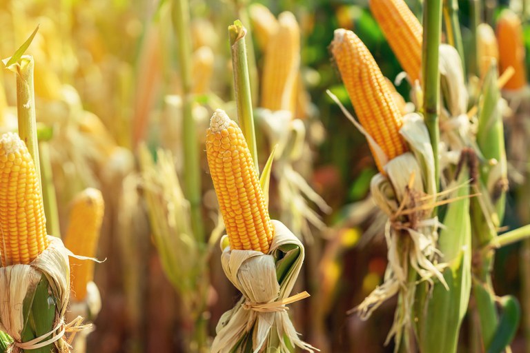 Agricultura publica zoneamento das culturas de milho 1ª safra