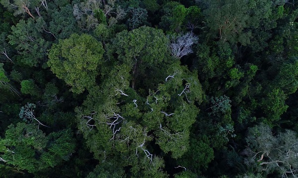 Para proteger floresta, parlamentares de Brasil e mais sete países reativam o Parlamento Amazônico