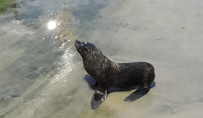 Lobo-marinho escolhe praia de Guaratuba para descansar; vídeo