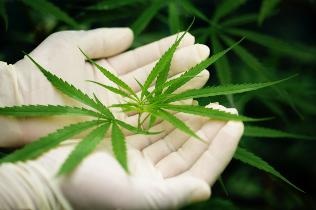 Tecpar busca parceiros para produzir e vender medicamentos à base de Cannabis