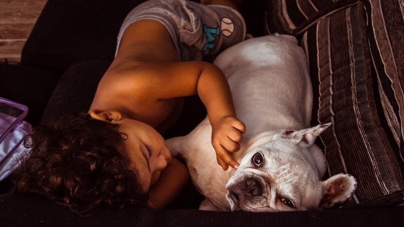 Família de curitibana cria petição online para trazer cachorra de Barcelona para o Brasil