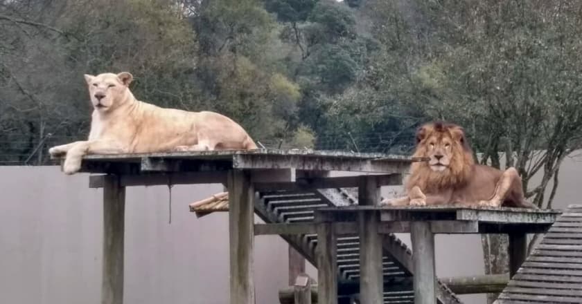 zoológico de curitiba, casal de leões, ursa-parda