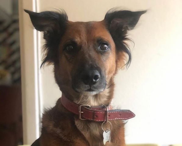 Família oferece R$ 2 mil para encontrar cachorro Cajú após acidente na Grande Curitiba