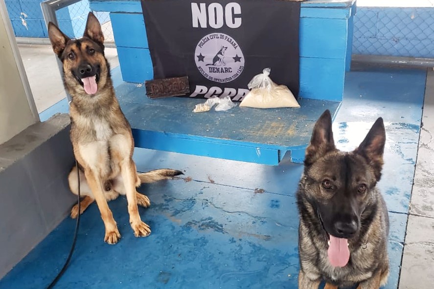 Cães farejadores encontram cocaína escondida em farofa de detentos, no PR