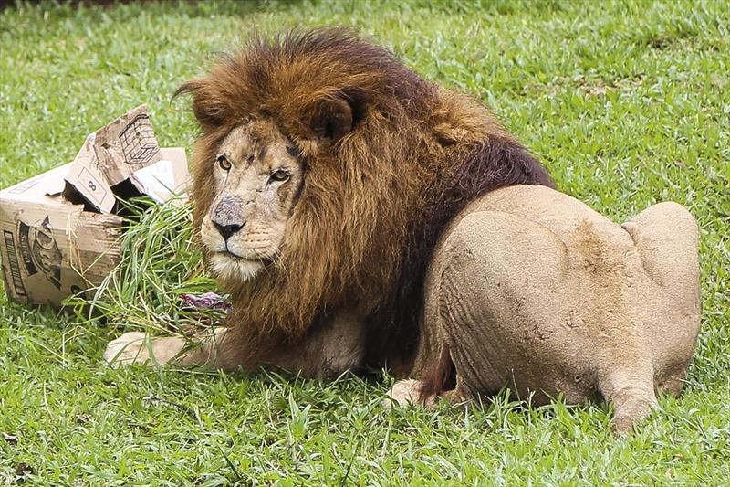 Leão Simba, do zoológico de Curitiba, morre aos 18 anos