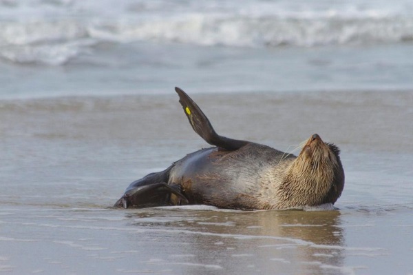 Lobo-marinho volta às praias do Paraná após passeio no estado vizinho