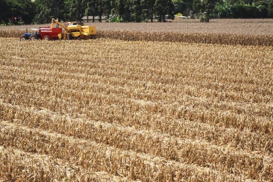 Safrinha: colheita da 2ª safra do milho registra bom avanço, diz Deral