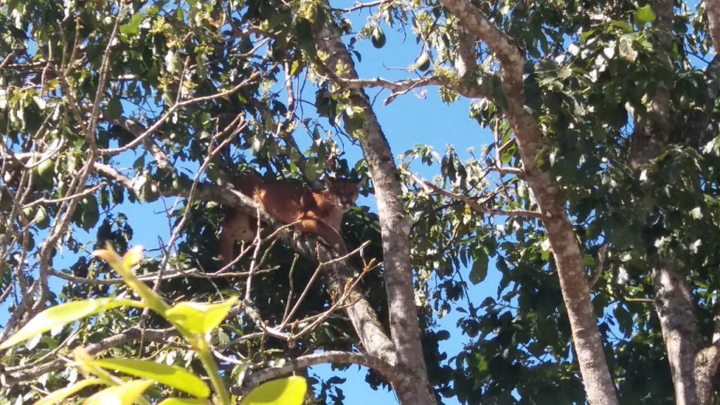 Onça é capturada na região de Curitiba após ficar oito horas em cima de árvore