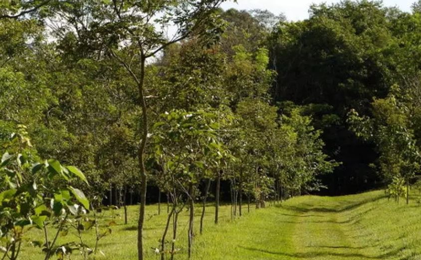 Chefe da regional do Instituto Água e Terra é morto a tiros em Amaporã