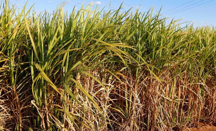 Cana-de-açúcar sofre efeitos das mudanças climáticas