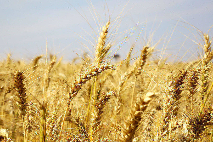 Paraná pretende liderar produção nacional de trigo, segundo o Governo do Estado