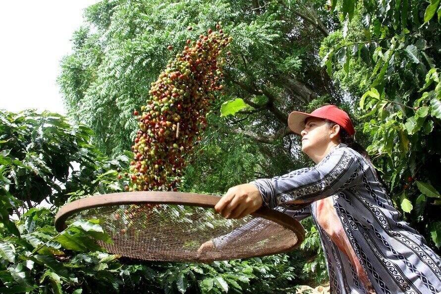 Colheita do café termina no Paraná com estimativa de 943 mil sacas