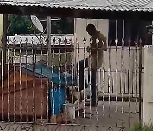 Homem é preso por maus-tratos após chutar cachorro em Curitiba; vídeo