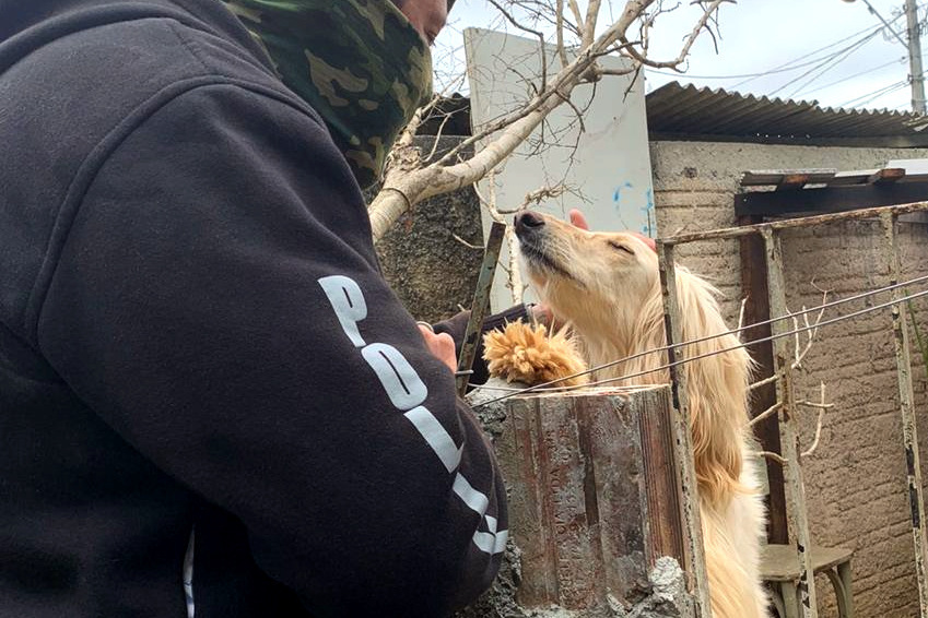 Cachorros são resgatados e tutor é autuado por maus-tratos em Curitiba