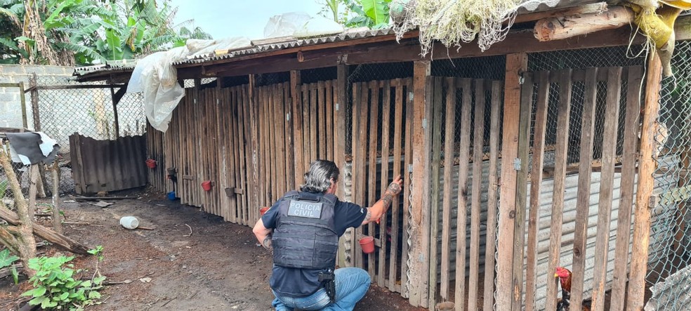 Operação cumpre 35 mandados contra grupo que promovia rinhas de galo no Paraná