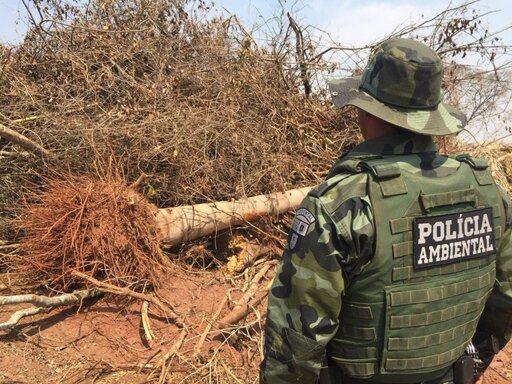 Homem corta árvore em extinção para fabricar cachaça e recebe multa de R$ 10 mil