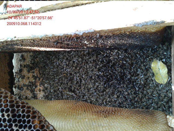 Agrotóxico em nabo forrageiro dizima abelhas de 40 caixas em Turvo, no Paraná