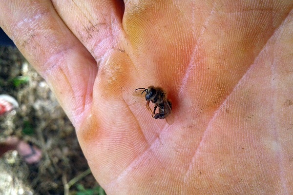 Agrotóxico em nabo forrageiro dizima abelhas de 40 caixas em Turvo, no Paraná