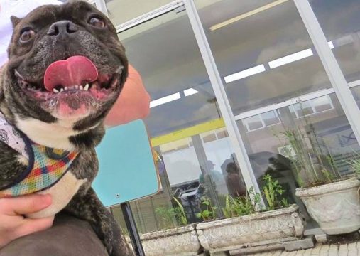 Dois cães de Curitiba testam positivo para a Covid-19: tutores estavam contaminados