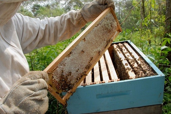 Paraná lidera produção de mel no país com crescimento de 14,6%