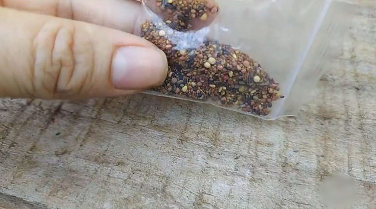 Análise mostra que sementes misteriosas recebidas por paranaenses contêm pragas