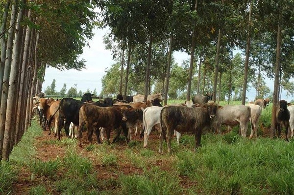 Silvipastoril: integração pecuária e cultivo florestal aumenta produtividade no PR