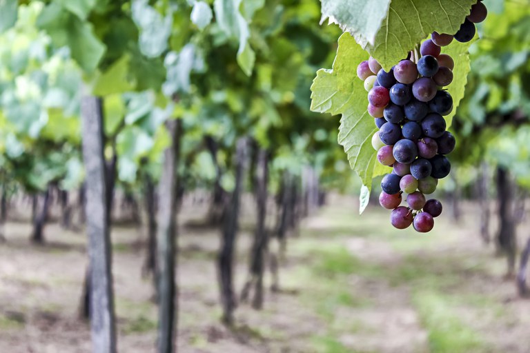 Preço mínimo da uva para suco e vinho sobe na safra 2020/21