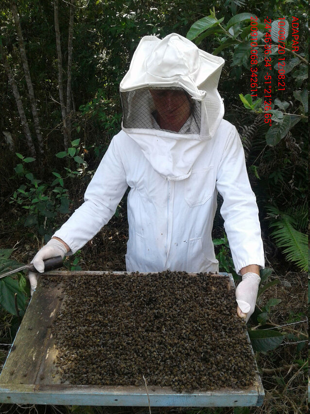 abelhas, dizimadas, morte de abelhas, adapar, agrotóxico, fipronil, abelhas mortas