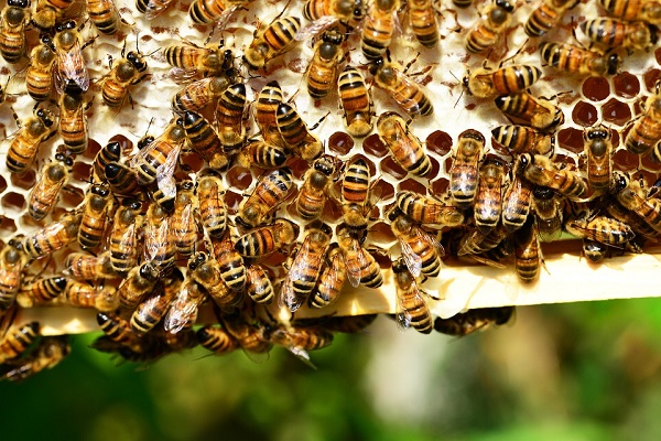Ataque de abelhas deixa mais de 20 pessoas feridas no noroeste do Paraná
