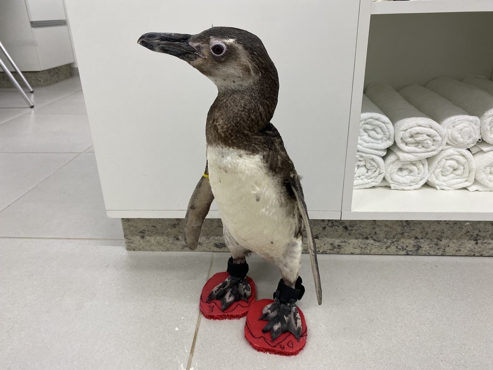 Pinguins resgatados no Paraná usam chinelo antes de voltarem à natureza