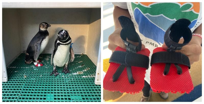 Pinguins resgatados usam chinelo em reabilitação, no Paraná